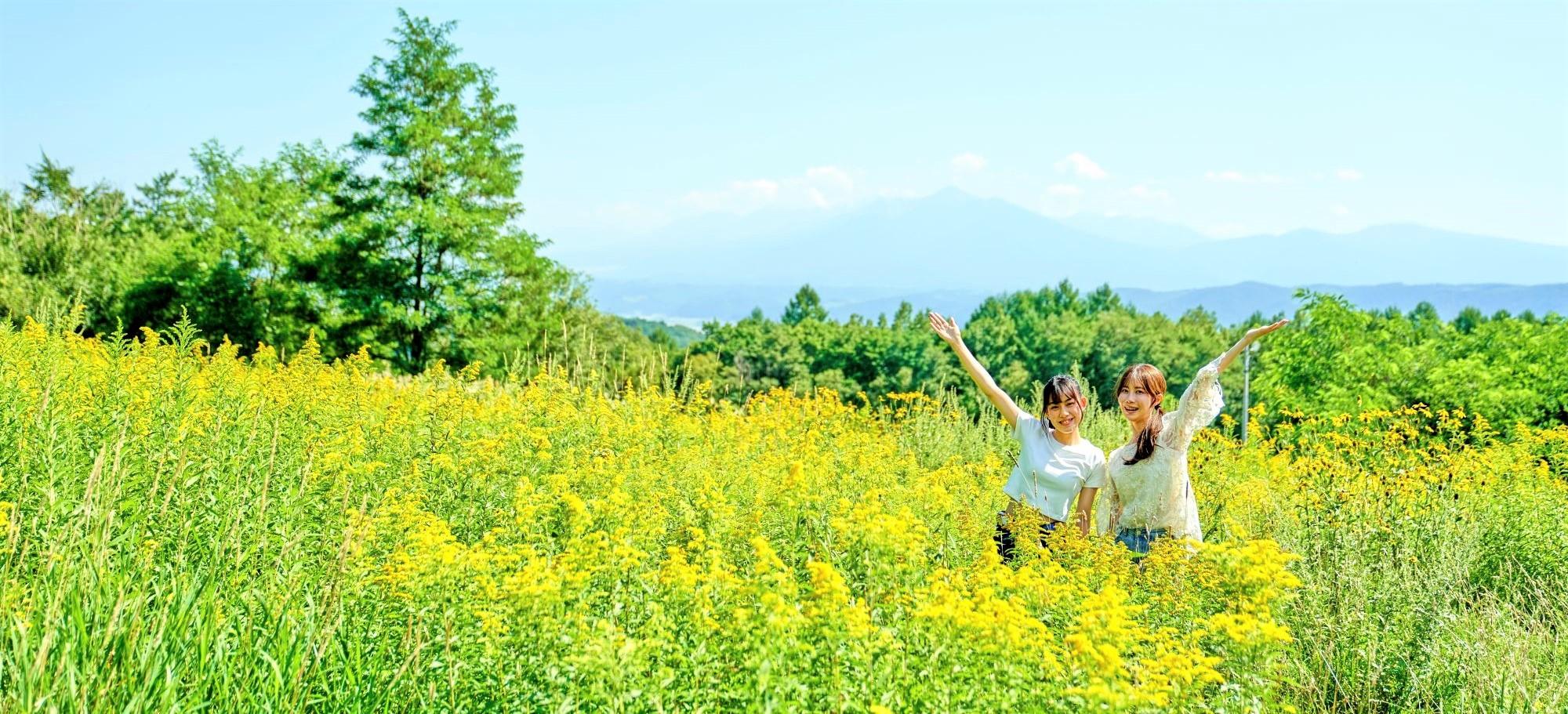 富良野の桜